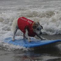 Уникальные соревнования по собачьему серфингу (видео)