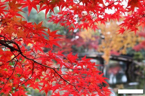 Осень в Японии14.jpg