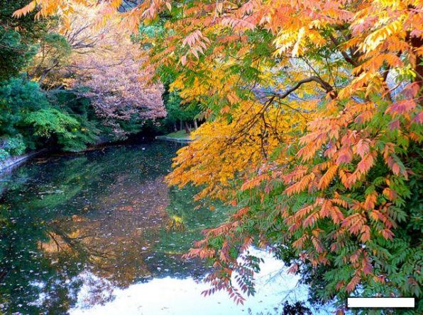 Осень в Японии9.jpg