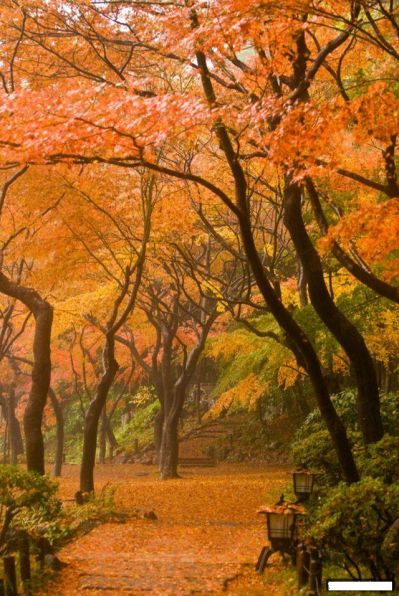 Осень в Японии6.jpg