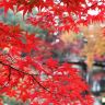 Осень в Японии14.jpg