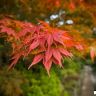 Осень в Японии20.jpg