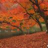 Осень в Японии3.jpg