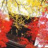 Осень в Японии4.jpg