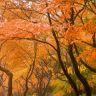 Осень в Японии6.jpg