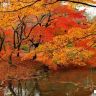 Осень в Японии12.jpg